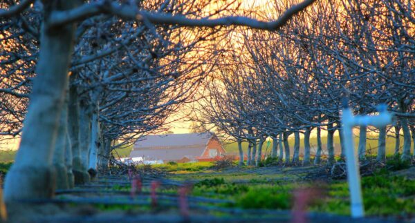 Vineyard and Old Farm House